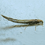 Atractocerus brevicornis